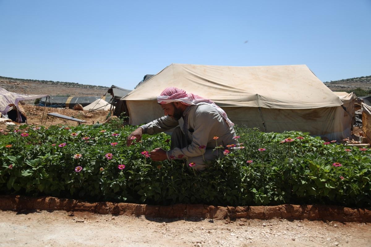 A man in a red-and-white keffiyeh tends a bed of pink flowers in front of a tent.